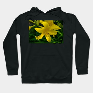 Day lilies in bloom Hoodie